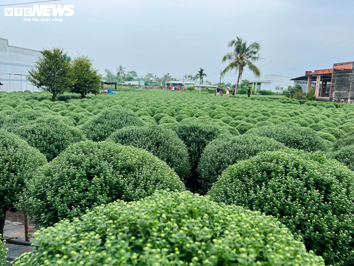 Hoa Tết nở sớm, nhà vườn đứng ngồi không yên - Ảnh 1