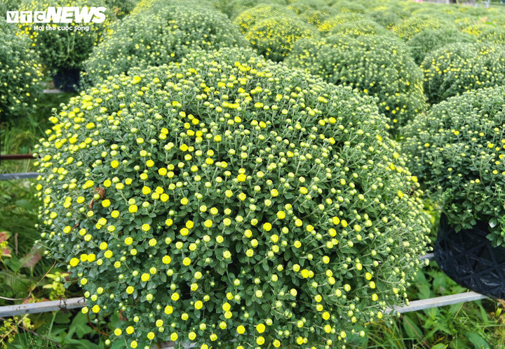 Hoa Tết nở sớm, nhà vườn đứng ngồi không yên - Ảnh 2