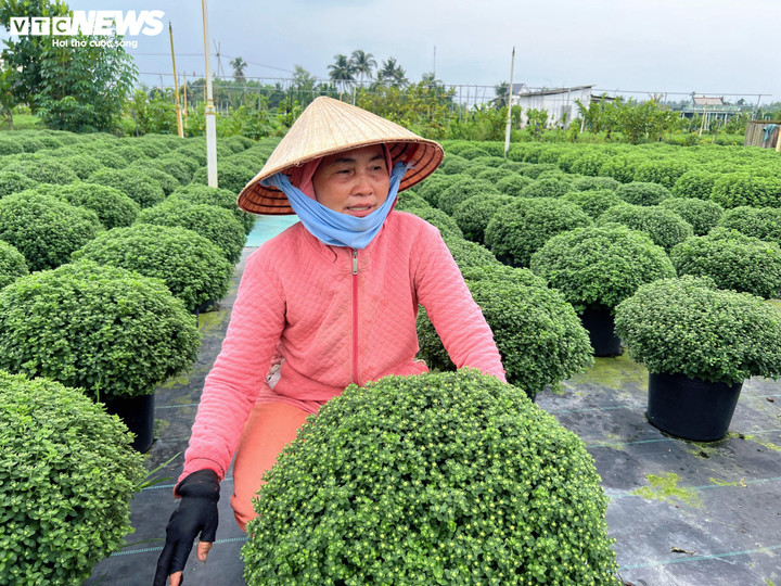 Hoa Tết nở sớm, nhà vườn đứng ngồi không yên - Ảnh 3
