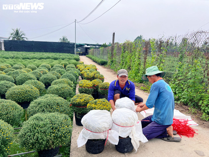 Hoa Tết nở sớm, nhà vườn đứng ngồi không yên - Ảnh 4