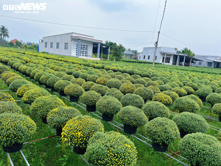 Hoa Tết nở sớm, nhà vườn đứng ngồi không yên - Ảnh 5