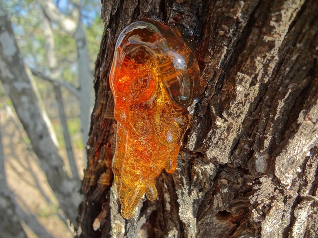 Nhặt hòn đá dưới suối về chặn cửa suốt mấy thập kỷ, chuyên gia vừa xem đã nói là kho báu gần 29 tỷ đồng - Ảnh 3