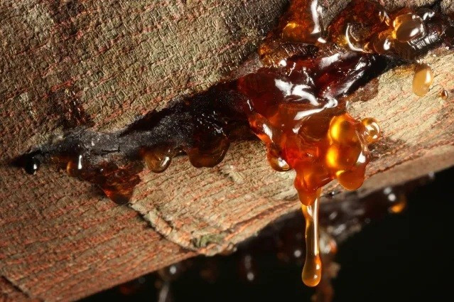 Hòn đá chặn cửa bất ngờ hóa thành bảo vật triệu đô - Ảnh 2