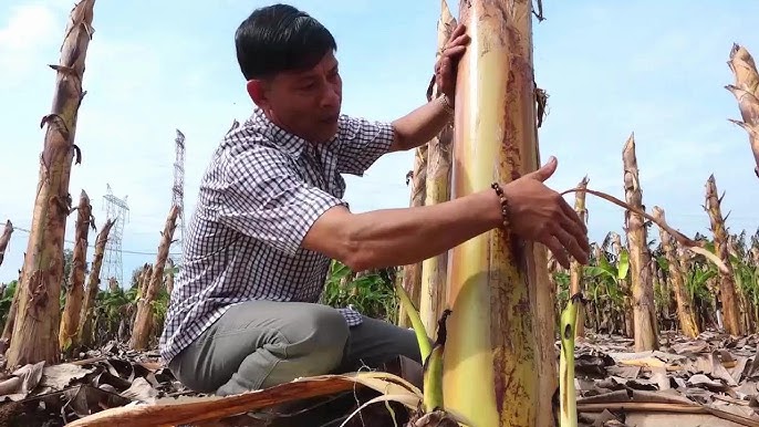 Ít ai ngờ thân cây bị vứt bỏ sau thu hoạch lại kiếm hơn nửa tỷ/tháng cho nông dân Đồng Nai - Ảnh 1