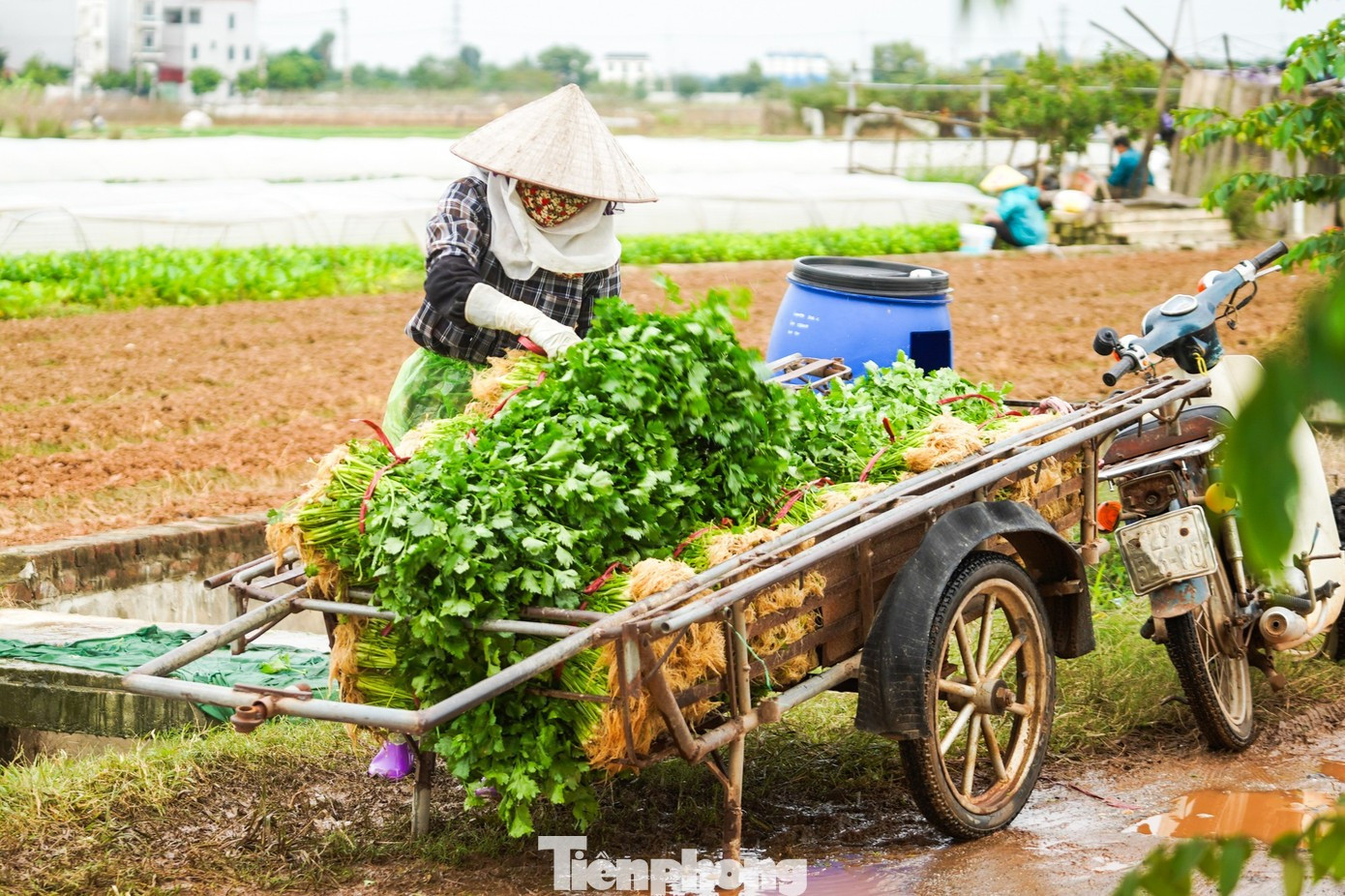 Vì sao giá rau củ ở Hà Nội tăng chóng mặt? - Ảnh 1