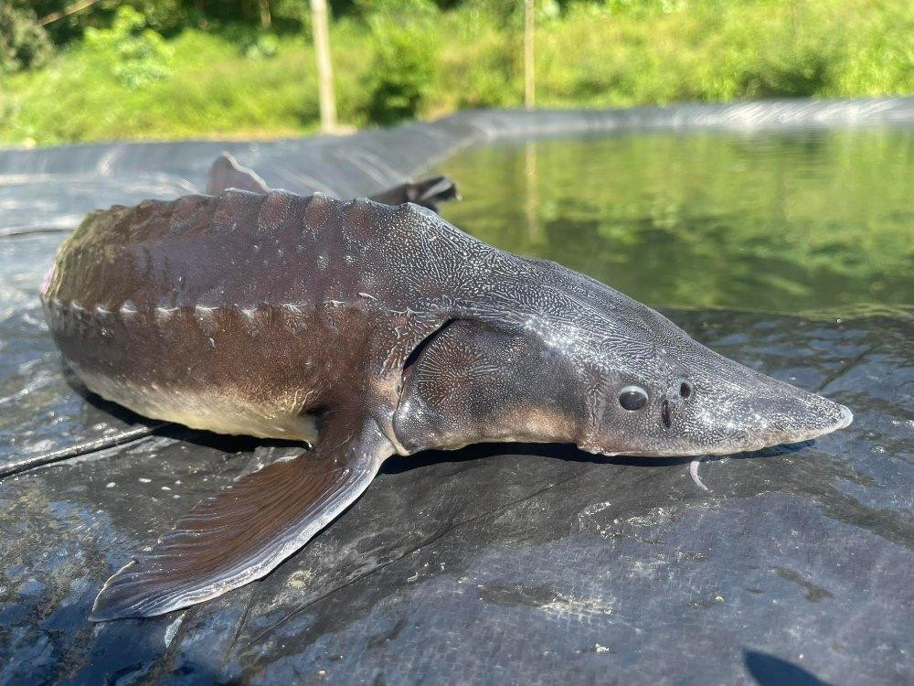 Giải mã "quái ngư" 45kg lần đầu tiên được nuôi thành công trong lòng hồ Hòa Bình - Ảnh 2