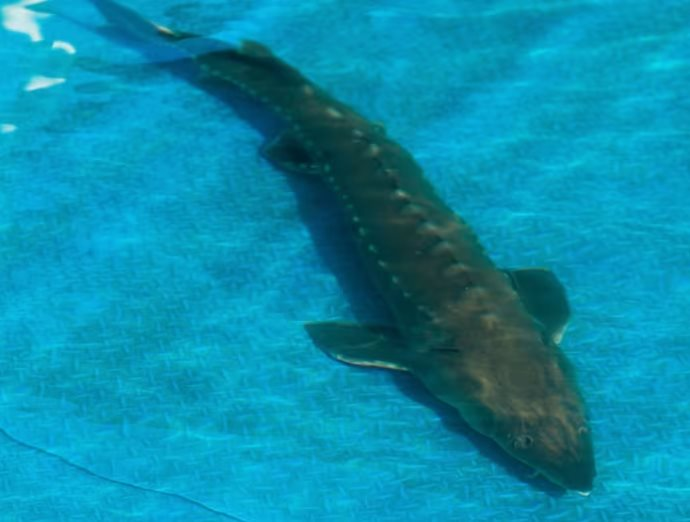 Ngỡ của Nga nhưng lại ‘Made in China’: Trung Quốc âm thầm thống trị mặt hàng giá trên trời 250 triệu đồng/kg, 1 công ty đủ cung 1/3 nhu cầu thế giới - Ảnh 3