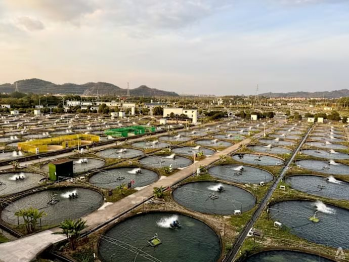 Ngỡ của Nga nhưng lại ‘Made in China’: Trung Quốc âm thầm thống trị mặt hàng giá trên trời 250 triệu đồng/kg, 1 công ty đủ cung 1/3 nhu cầu thế giới - Ảnh 4