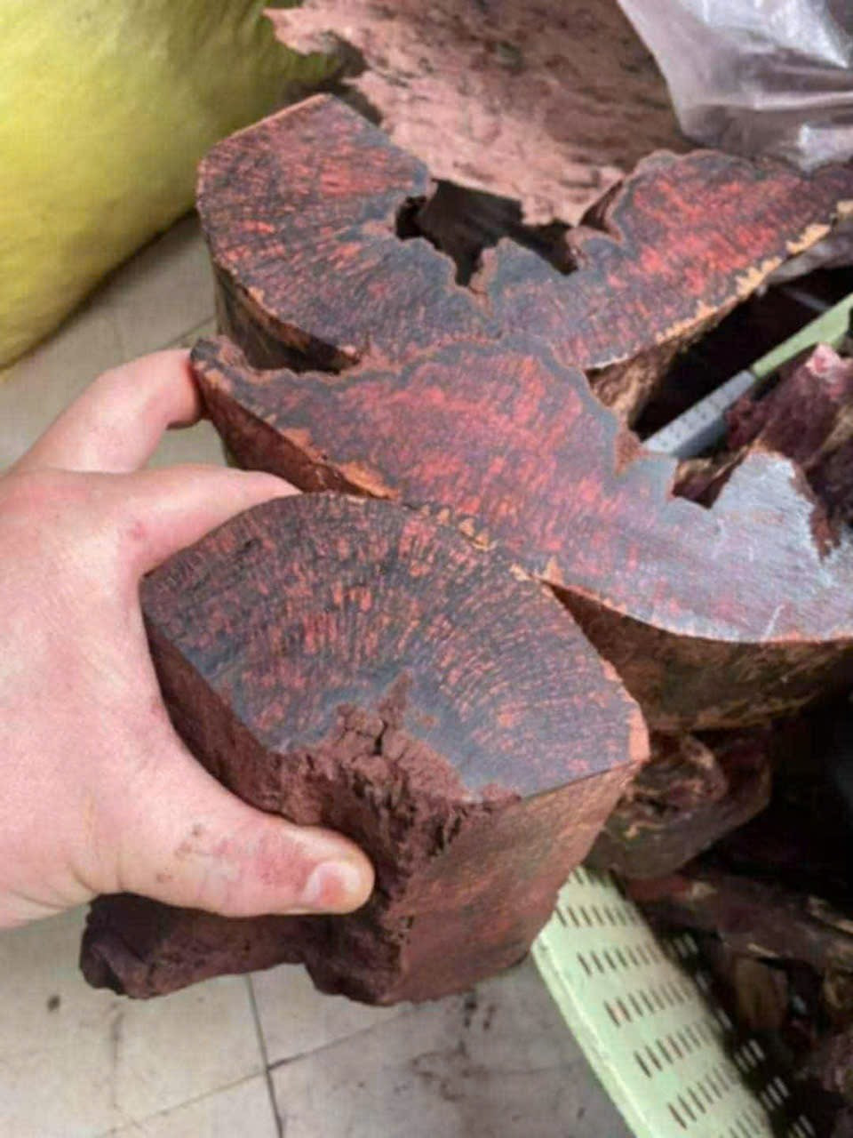 Gỗ mán đỉa 'sốt giá' bất thường - Ảnh 3