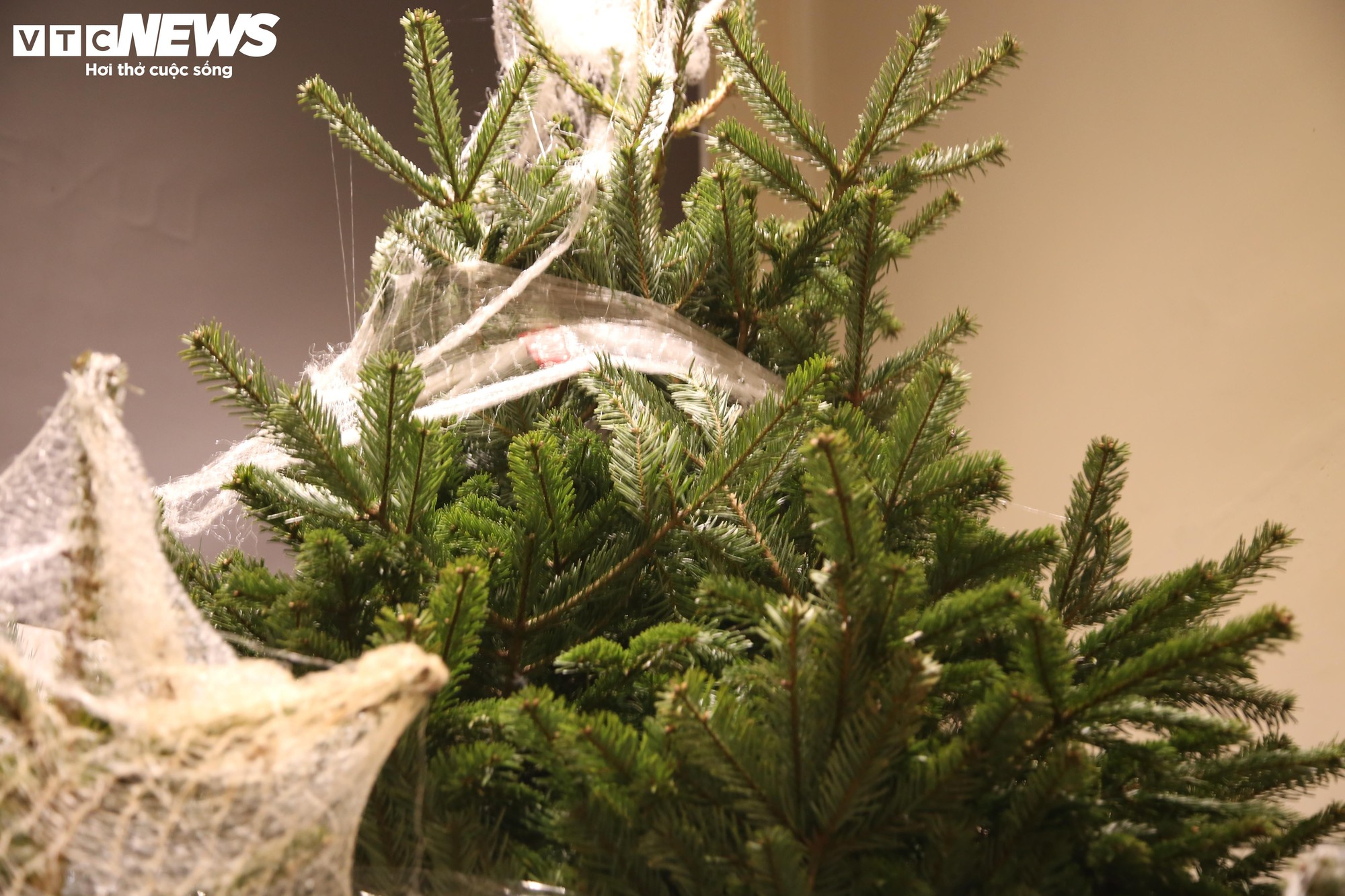 Đại gia Hà Nội chi hơn 100 triệu đồng mua thông tươi nhập khẩu đón Giáng sinh - Ảnh 6