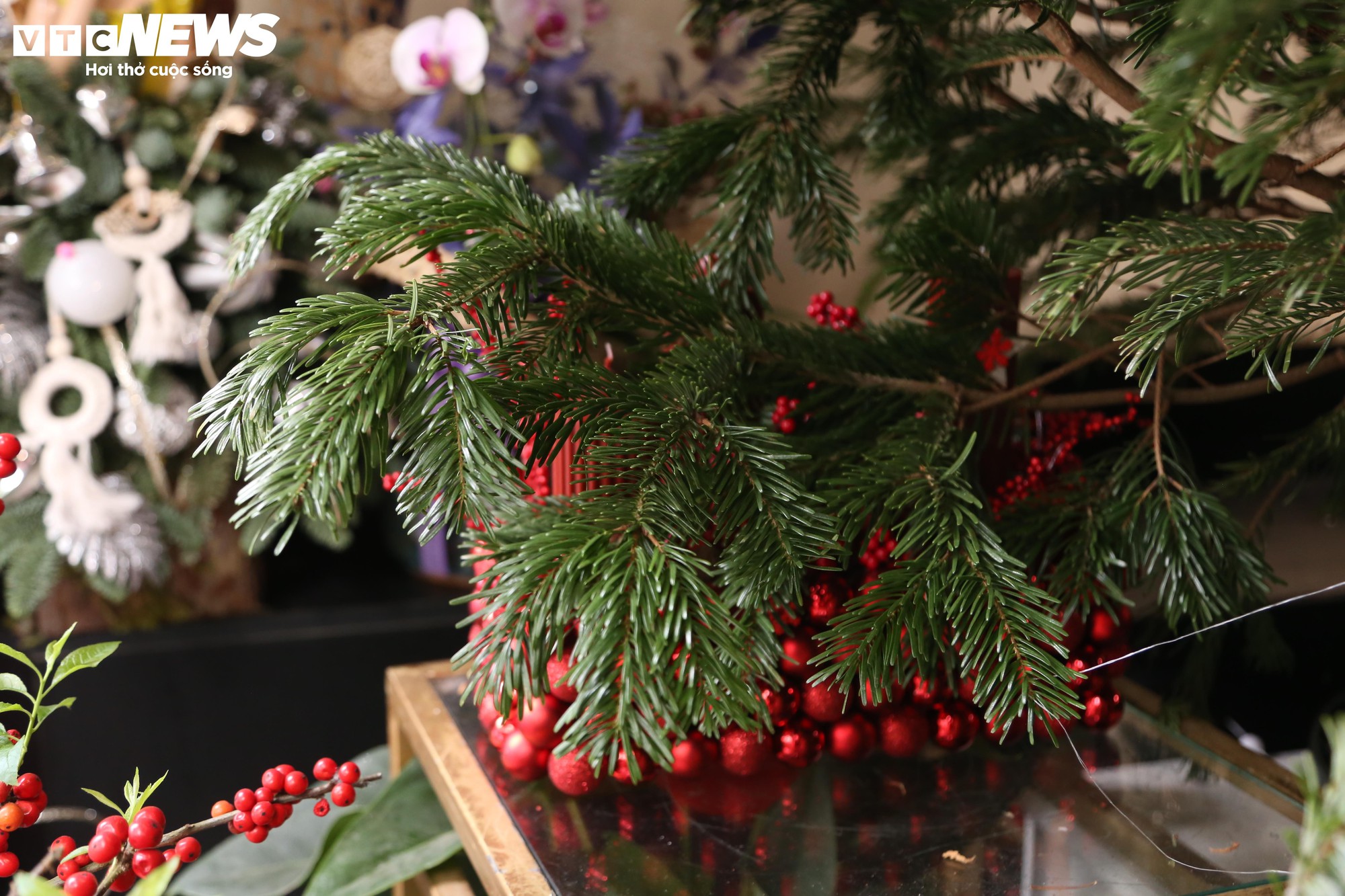 Đại gia Hà Nội chi hơn 100 triệu đồng mua thông tươi nhập khẩu đón Giáng sinh - Ảnh 5