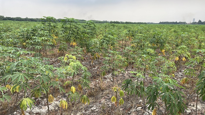 Cận cảnh khu đất giá khởi điểm hơn 5.000 tỉ đồng ở Đồng Nai - Ảnh 9