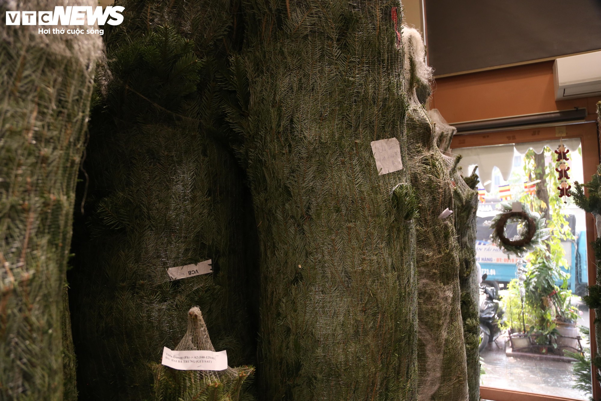 Đại gia Hà Nội chi hơn 100 triệu đồng mua thông tươi nhập khẩu đón Giáng sinh - Ảnh 4