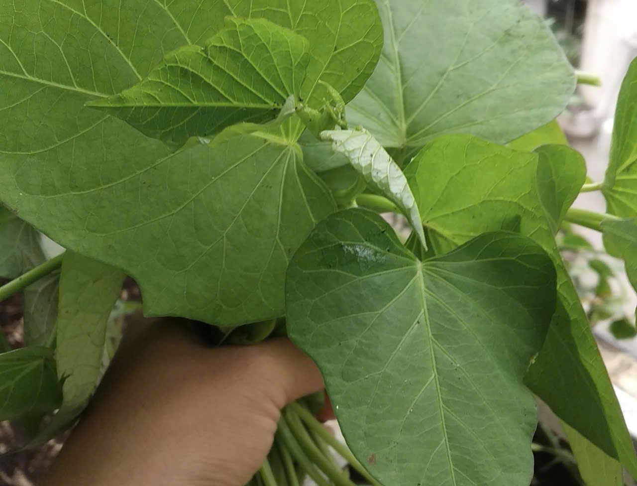 Xuất khẩu lá lạ, bất ngờ thu về 10 triệu USD - Ảnh 1