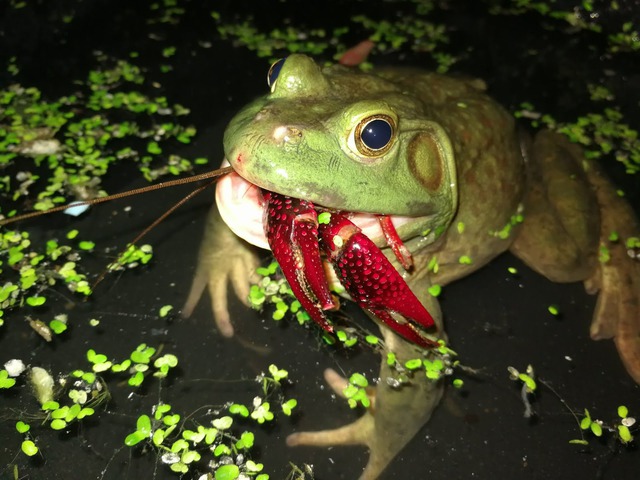 Cơn sốt 300.000 tấn ếch trâu tại Trung Quốc và ba loại "chi phí ngầm" đang khiến giới chuyên gia đau đầu - Ảnh 2