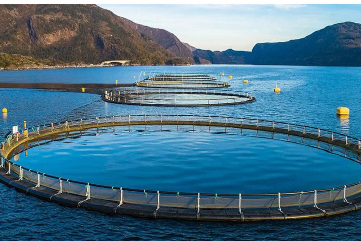 Nuôi "Đệ nhất đặc sản biển" trong lồng HDPE chịu được bão cấp 12, bà con thu về trăm triệu - Ảnh 2