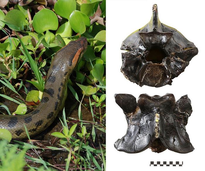 Phát hiện "như khoa học viễn tưởng" về kích thước khủng của loài trăn Anaconda - Ảnh 2