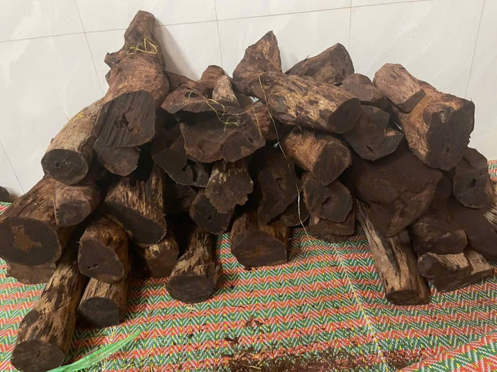 Thương lái ồ ạt thu mua gỗ mán đỉa giá 3 triệu/kg: Kiểm lâm Quảng Trị vào cuộc - Ảnh 1