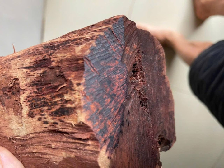 Thương lái ồ ạt thu mua gỗ mán đỉa giá 3 triệu/kg: Kiểm lâm Quảng Trị vào cuộc - Ảnh 2