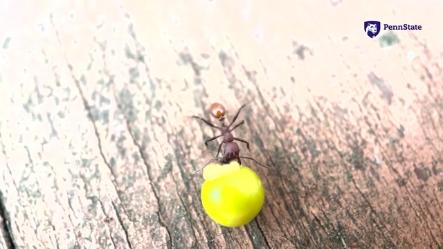 Phát hiện ở sân sau nhà của một cậu bé 8 tuổi đã thực sự thay đổi khoa học mãi mãi - Ảnh 3