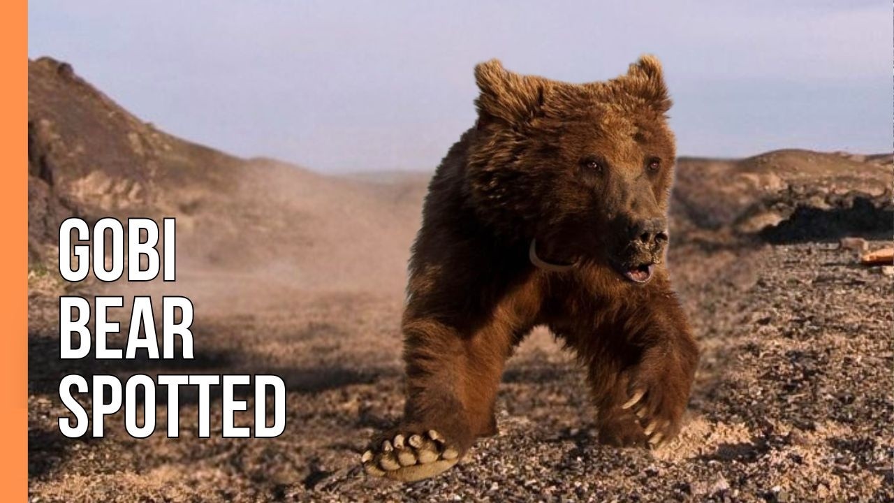 Hiếm hơn cả gấu trúc: "Bóng ma sa mạc" chỉ còn chưa đầy 50 cá thể và bên bờ vực tuyệt chủng - Ảnh 1