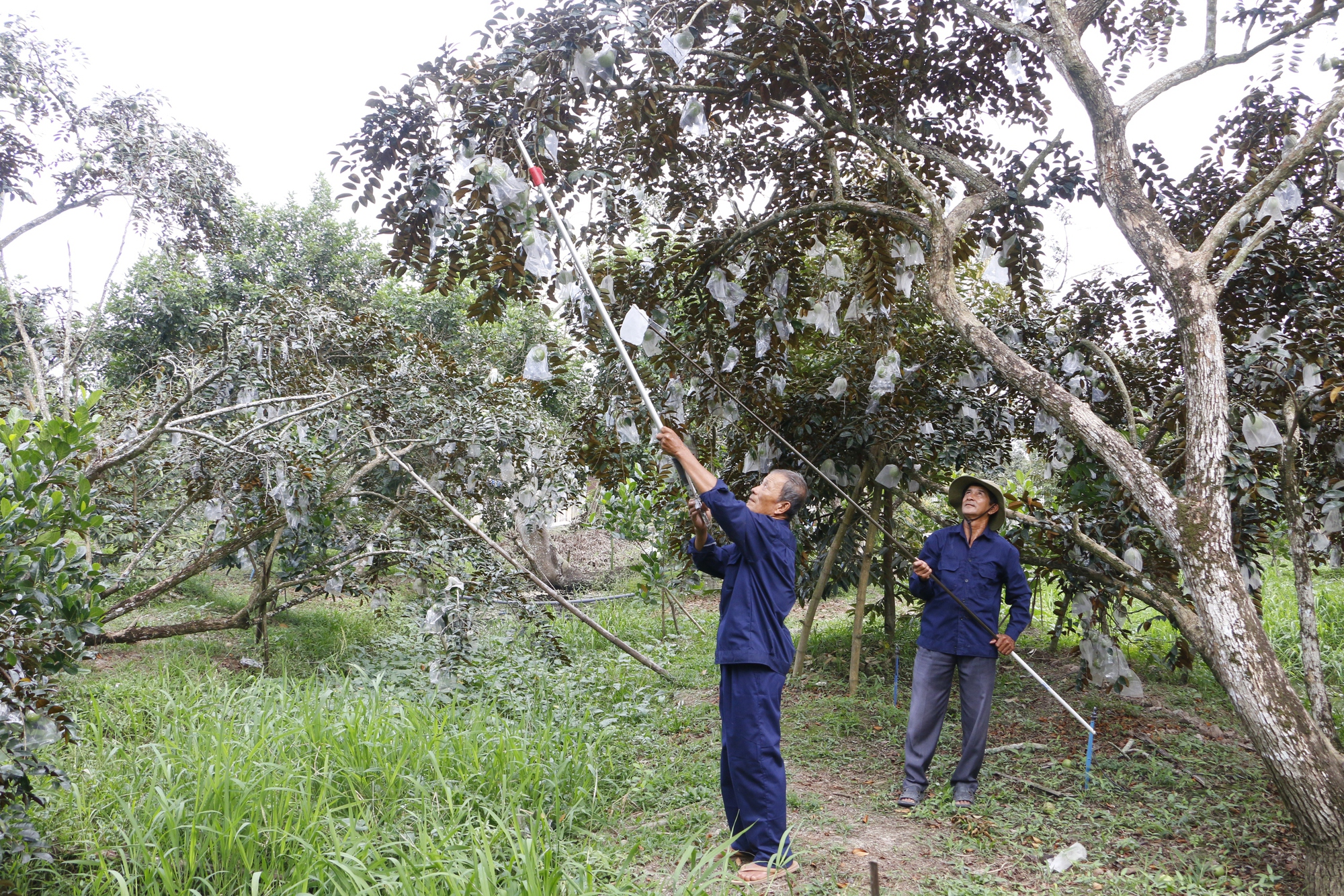 Rộn ràng vú sữa Lò Rèn, nhà vườn "bỏ túi" hàng trăm triệu đồng - Ảnh 3