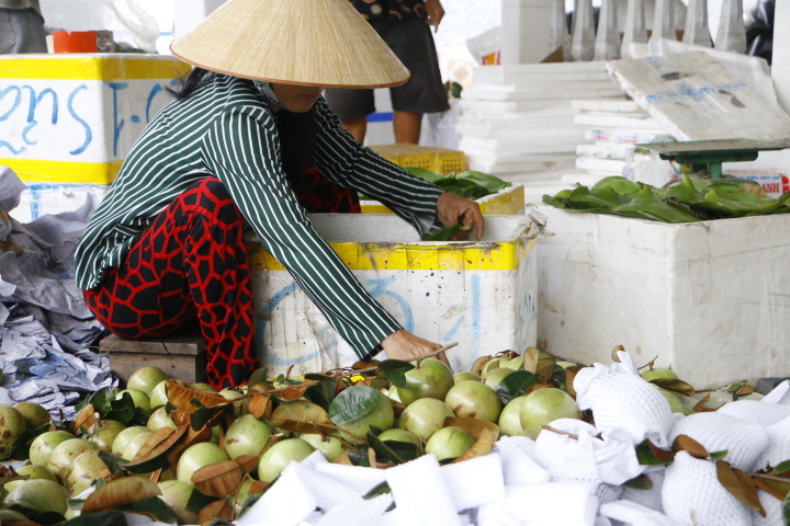 Rộn ràng vú sữa Lò Rèn, nhà vườn "bỏ túi" hàng trăm triệu đồng - Ảnh 2