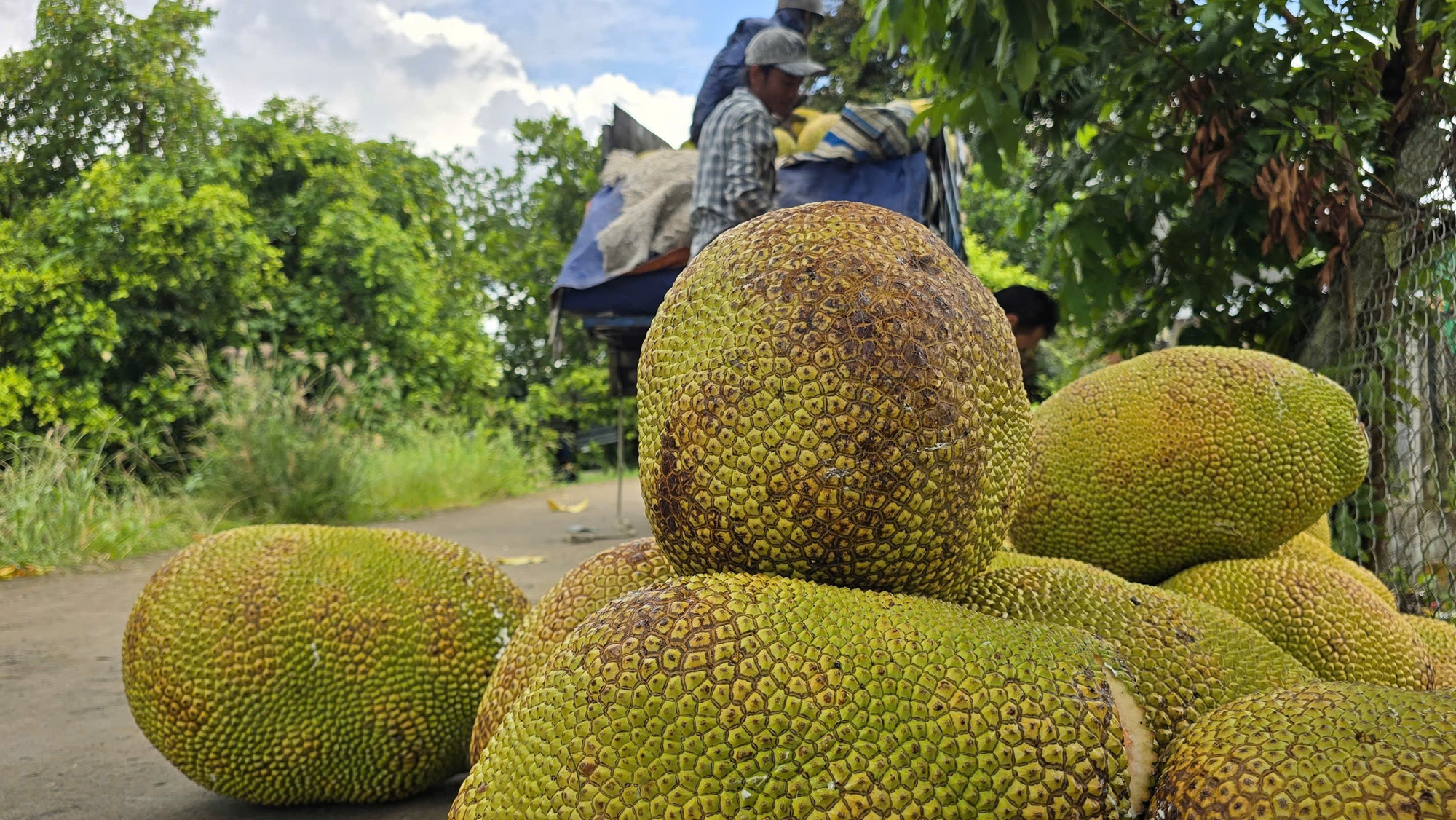 Thêm một loại trái cây phổ biến của Việt Nam được xuất khẩu chính ngạch sang Trung Quốc - Ảnh 1