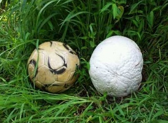 Ông lão nông dân nhặt được kho báu tiền tỷ khi đi cắt cỏ - Ảnh 2