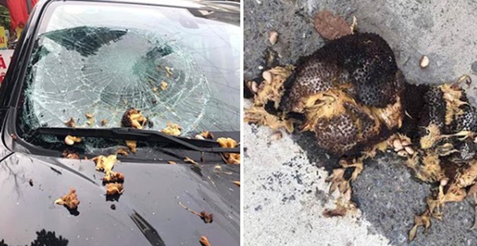 Quả xoài "tai tiếng" nhất Việt Nam: Khiến một nữ đại gia tốn cả trăm triệu vẫn chỉ biết "im lặng chịu trận" - Ảnh 7