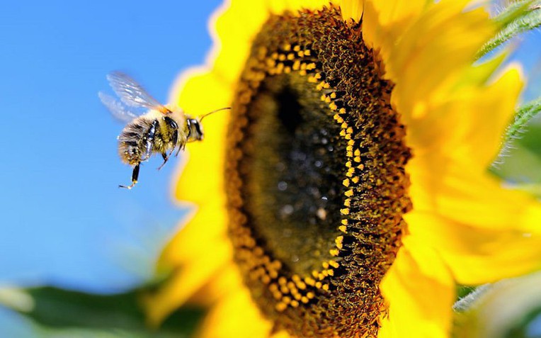 Vì sao cả thế giới sẽ lâm nguy nếu ong tuyệt chủng? - Ảnh 1