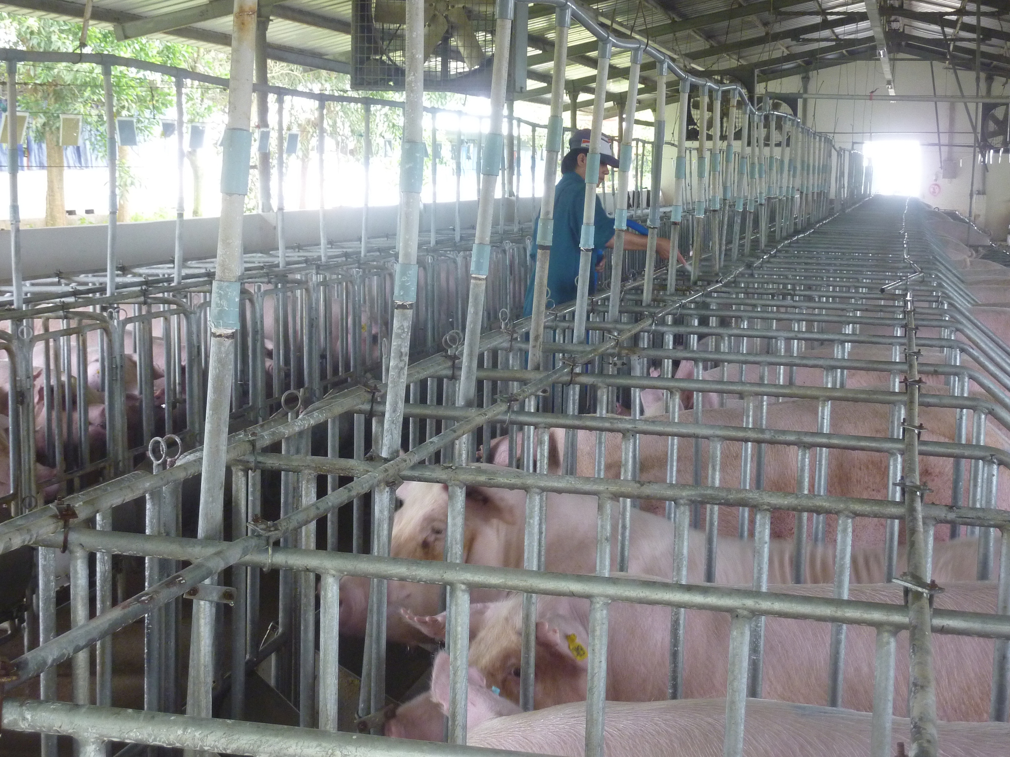 Hé lộ nguyên nhân khiến giá heo hơi tăng sốc chỉ trong thời gian ngắn - Ảnh 1