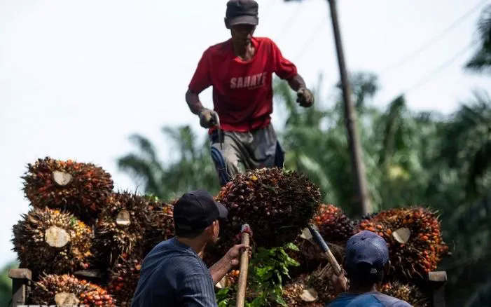 Dầu cọ thắng thế trong thỏa thuận Mỹ - Indonesia - Ảnh 1