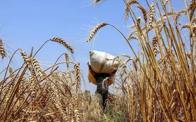 Giá hàng hóa có thể chạm đáy mới vào năm 2026 - Ảnh 1