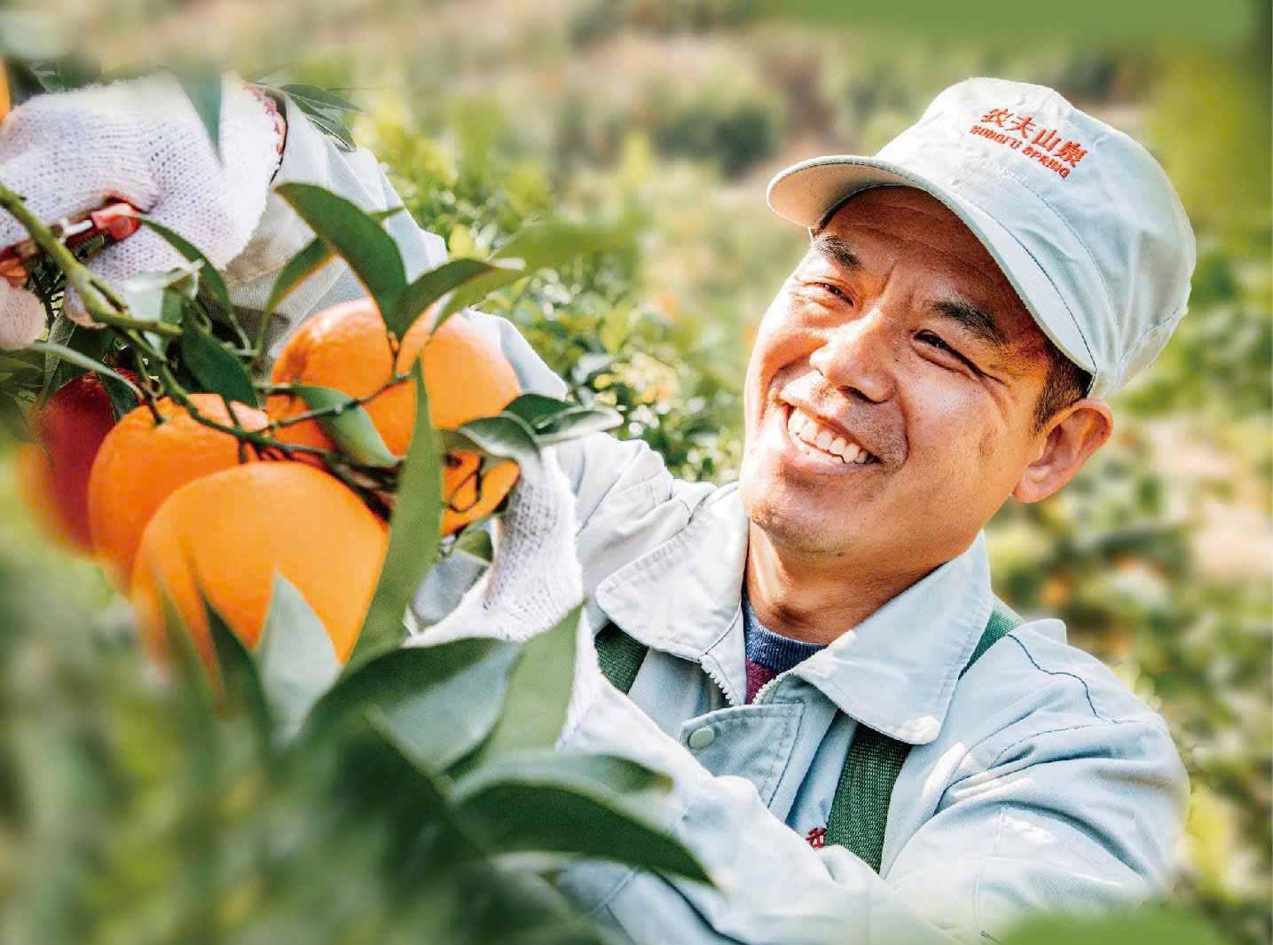 Cam 17.5° Nongfu Spring nổi tiếng tại Trung Quốc sắp về Việt Nam - Ảnh 1