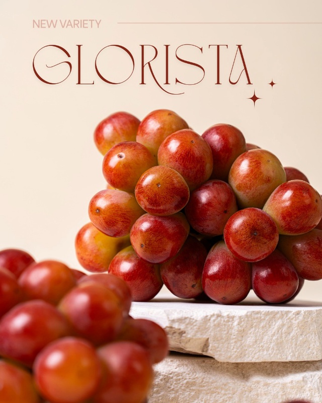 aT Center – Vietnam Airlines hợp tác quảng bá nho Hàn Quốc trên các chuyến bay quốc tế - Ảnh 2