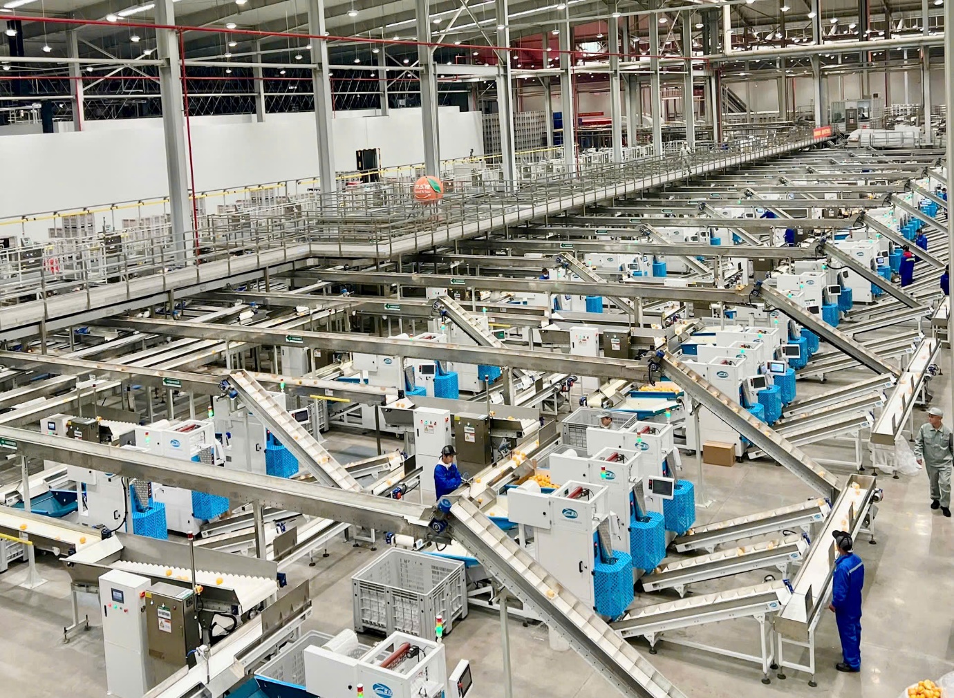 Cam 17.5° Nongfu Spring nổi tiếng tại Trung Quốc sắp về Việt Nam - Ảnh 2