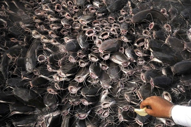 Cả thế giới tranh nuôi nhưng chỉ Việt Nam tạo nên ngành công nghiệp tỷ đô từ 'mỏ vàng' này - chiếm 90% thị phần toàn cầu, Trung Quốc cực ưa chuộng - Ảnh 1