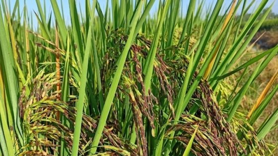 Sau Cuba, Việt Nam tiếp tục đem nhiều loại gạo gây sốt sang trồng tại Nam Mỹ, vừa chuyển giao cả giống lúa lẫn kỹ thuật canh tác - Ảnh 1