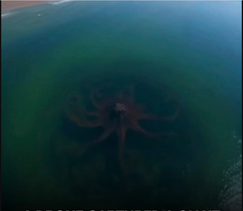 Bất ngờ phát hiện "quái vật biển khổng lồ" ngoài khơi gây rùng mình: Báo Mỹ vào cuộc tìm sự thật phía sau - Ảnh 3