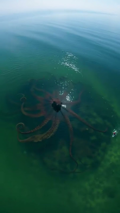 Bất ngờ phát hiện "quái vật biển khổng lồ" ngoài khơi gây rùng mình: Báo Mỹ vào cuộc tìm sự thật phía sau - Ảnh 1