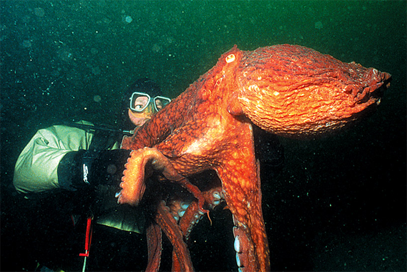 Bất ngờ phát hiện "quái vật biển khổng lồ" ngoài khơi gây rùng mình: Báo Mỹ vào cuộc tìm sự thật phía sau - Ảnh 2