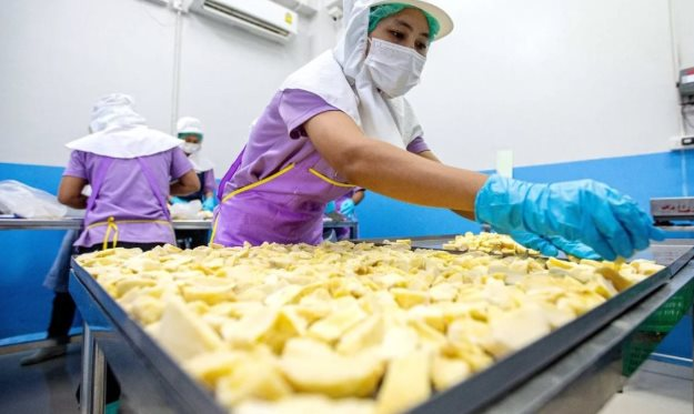 Đối thủ sầu riêng Việt Nam, Thái Lan bất ngờ đón tin buồn: Nhiều giống cao cấp giá thấp nhất 10 năm, nhà vườn lao đao - Ảnh 1