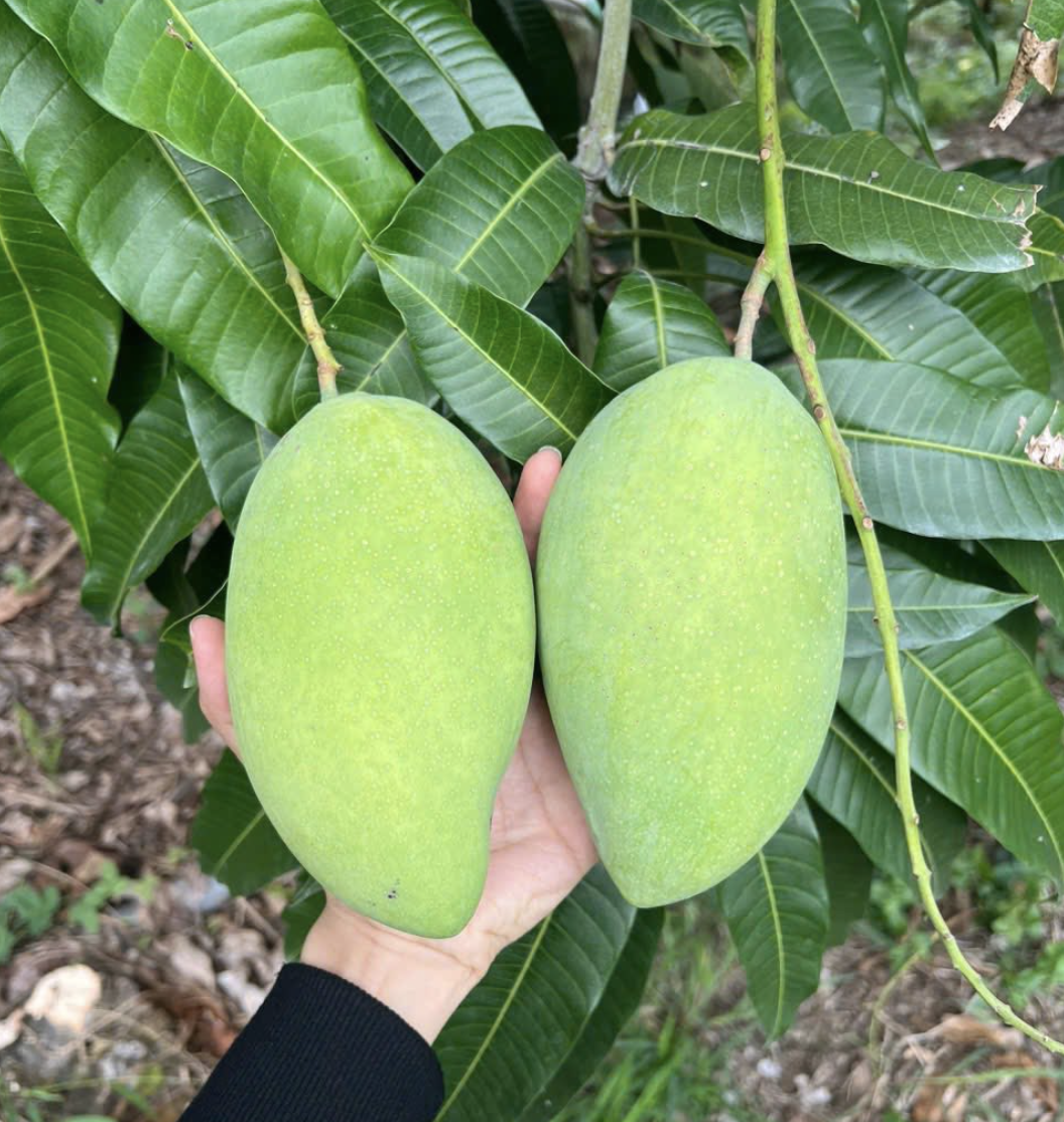 Giá nông thủy sản miền Tây: Nhà vườn không còn xoài cát Hòa Lộc để bán - Ảnh 1