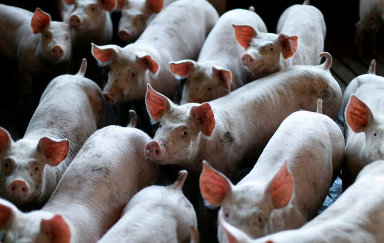 Buồn của nền kinh tế lớn nhất châu Á: Ồ ạt xây chung cư lợn nhưng dư cung khiến doanh nghiệp thua lỗ, giá thịt giảm sốc chỉ còn 1/3 - Ảnh 1