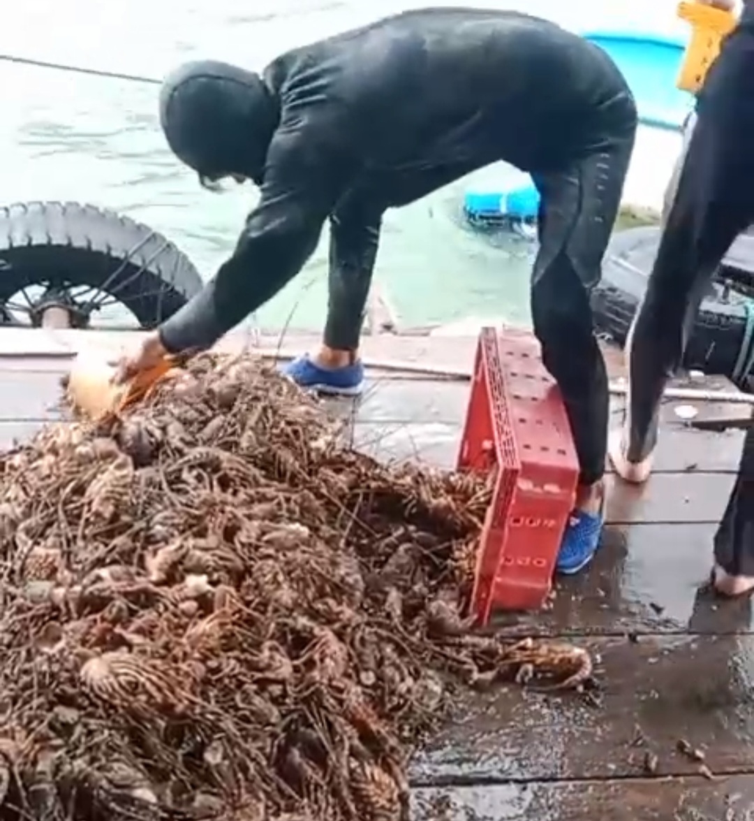 Tôm hùm chết hàng loạt trong mưa lũ, người nuôi “ôm đầu”! - Ảnh 2