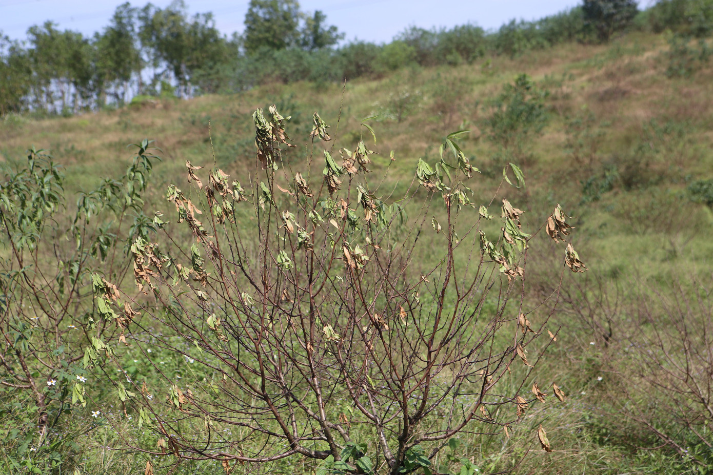 Đào chết khô sau mưa bão, nông dân thất thần lo mất vụ Tết - Ảnh 8