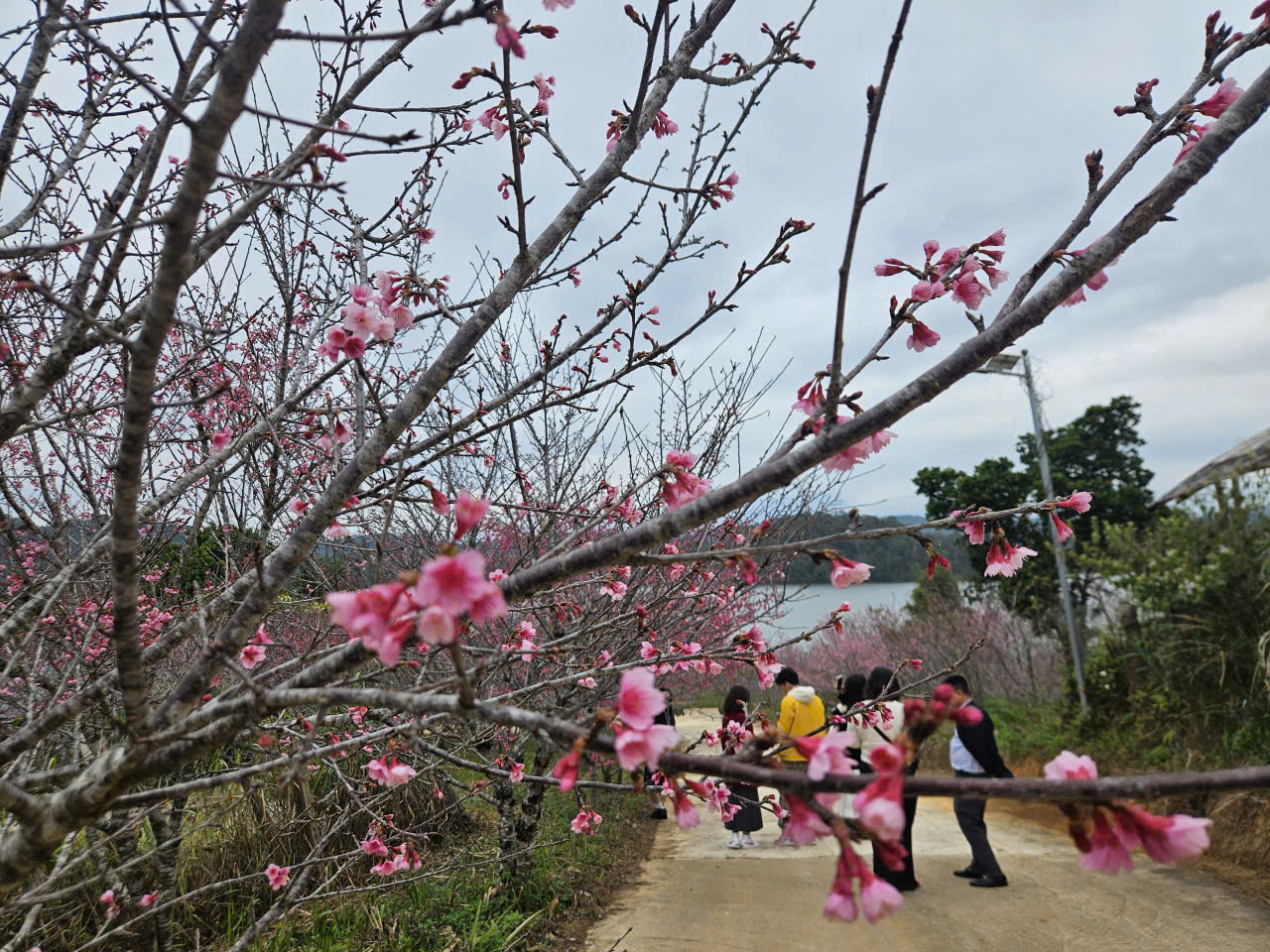 Hàng không, du lịch khẩn trương đổi lịch đón khách dịp Tết Dương lịch 2026 - Ảnh 2