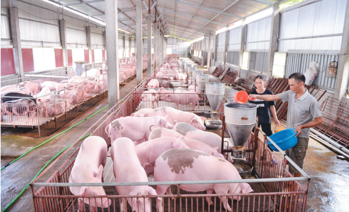 Giá lợn hơi liệu có 'sốt' dịp Tết Nguyên đán? - Ảnh 1