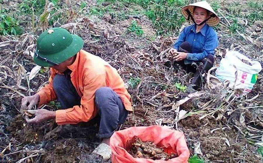 Cây ‘đẻ vàng’ trên núi - Ảnh 1
